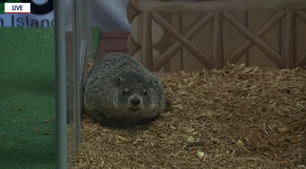 A groundhog sits on wood chips inside a transparent enclosure.